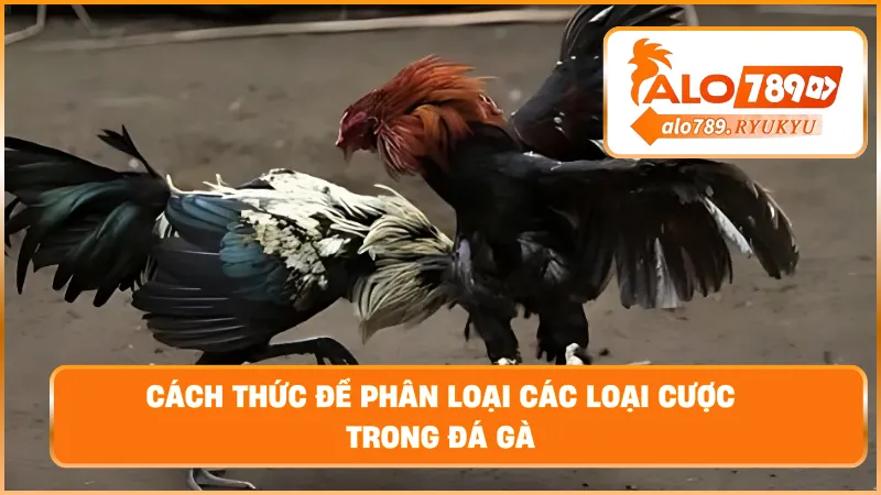 Cách thức để phân loại các loại cược trong đá gà