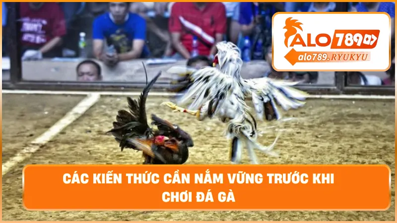 Các kiến thức cần nắm vững trước khi chơi đá gà