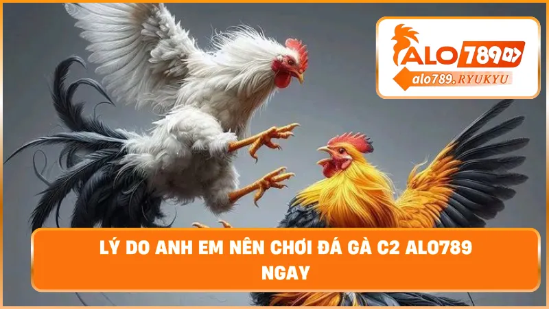 Lý do anh em nên chơi đá gà c2 ALO789 ngay