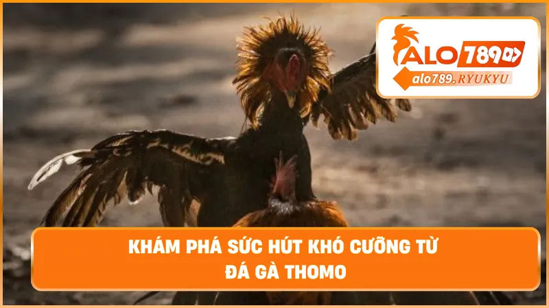 Khám phá sức hút khó cưỡng từ đá gà thomo