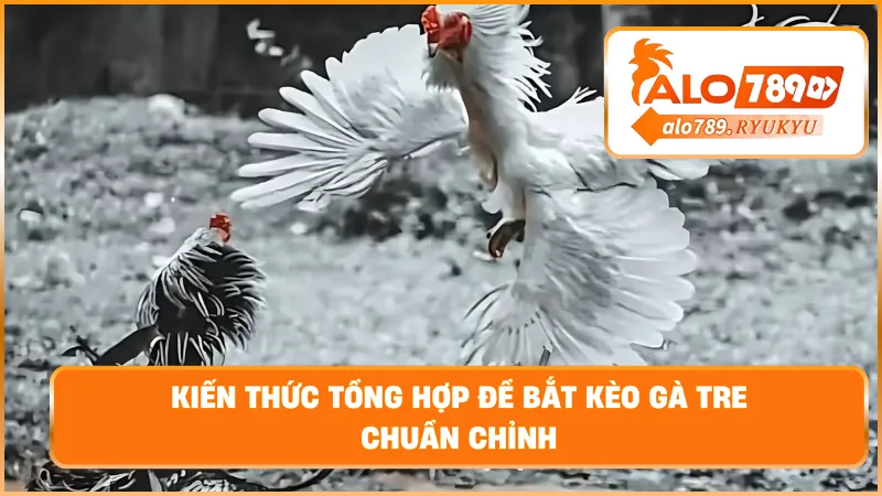 Kiến thức tổng hợp để bắt kèo gà tre chuẩn chỉnh