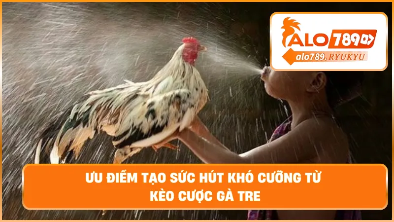 Ưu điểm tạo sức hút khó cưỡng từ kèo cược gà tre